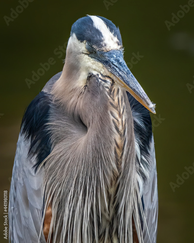 Blue Heron portrait on the lake Fototapet
