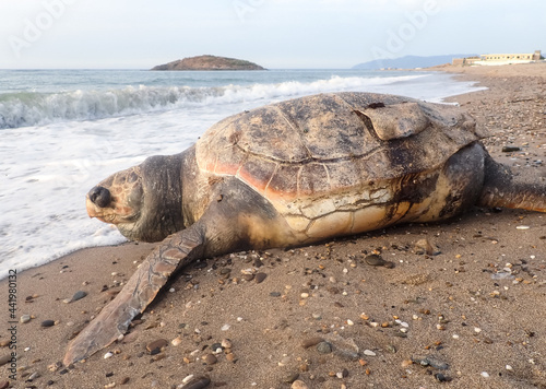 Photography Dead turtle among plastic garbage from ocean on beach, turtle thrown out by the waves lies on beach is surrounded by plastic garbage