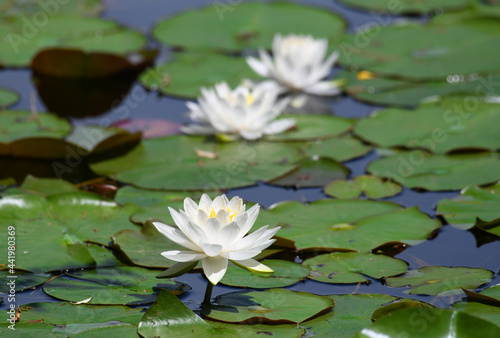 blooming white lotus flower in the pond