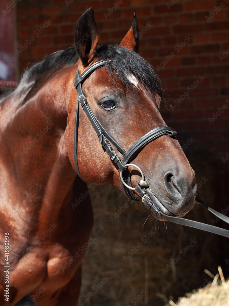 Fototapeta premium OLYMPUS DIGITAL CAMERA