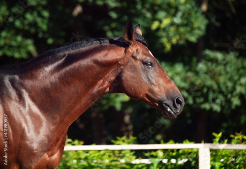 portrait of  TRakehner breed  stallion   in move at open manage
