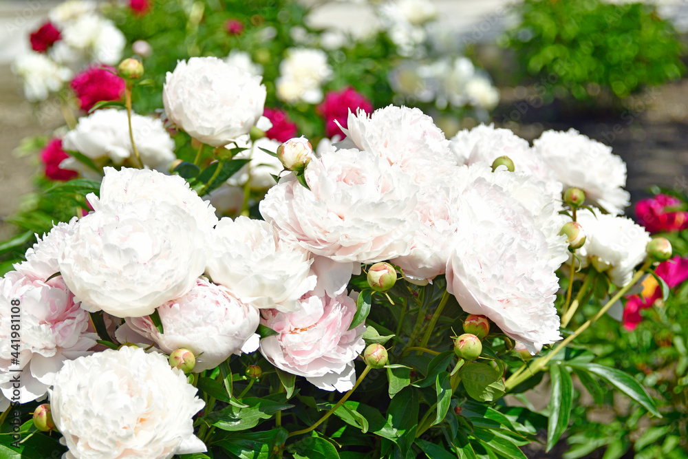 Pink and white beautiful peonies close up in the garden Pink and white beautiful peonies close up in the garden