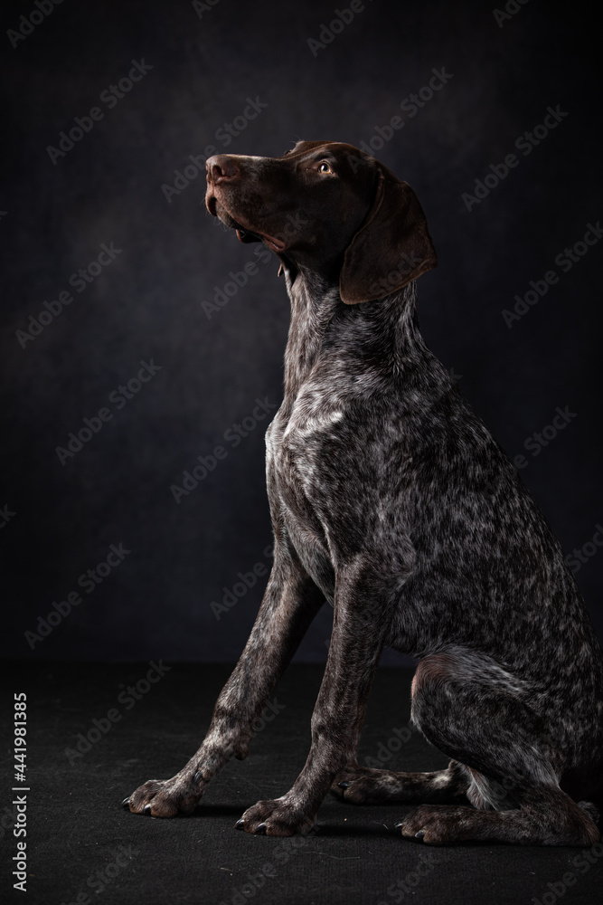 portrait of shorthaired pointer on a dark background in the studio