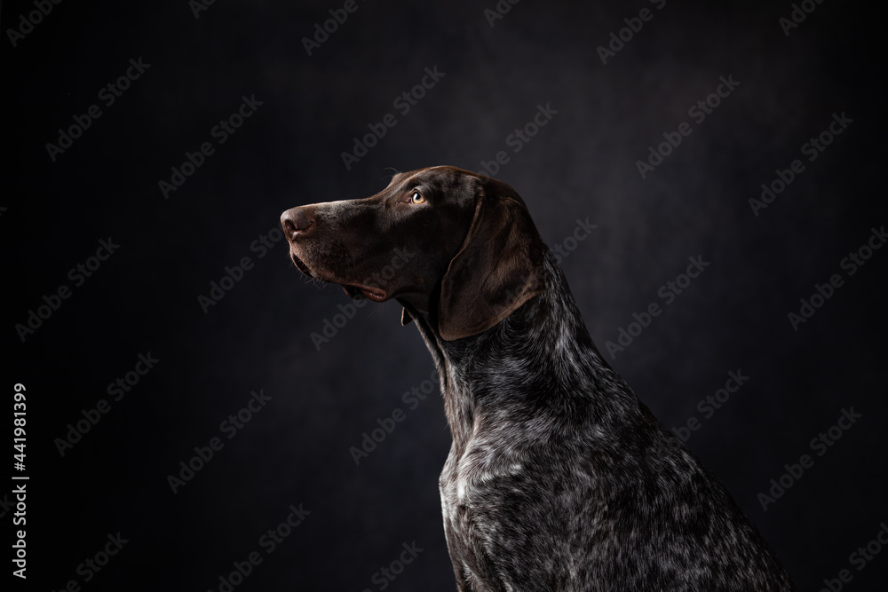 portrait of shorthaired pointer on a dark background in the studio