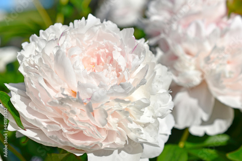Fototapeta Naklejka Na Ścianę i Meble -  Pink and white beautiful peonies close up in the garden