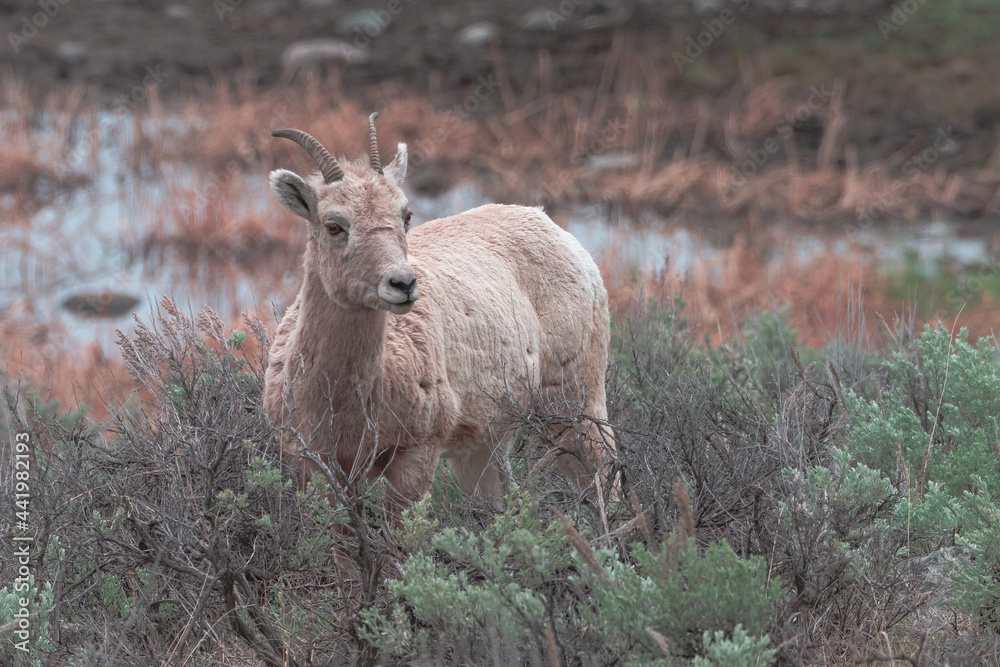 2021-05-10 A YOUNG FEMALE BIGHORN SHEEP IN THE SAGE BRUSH IN YELLOWSTONE NATIONAL PARK 2021-05-10 A YOUNG FEMALE BIGHORN SHEEP IN THE SAGE BRUSH IN YELLOWSTONE NATIONAL PARK