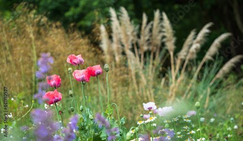 Canvastavla Poppies and pampass grass in a herbaceous border, photographed in late June outside Eastcote House Gardens, historic walled garden in Eastcote, north west London UK