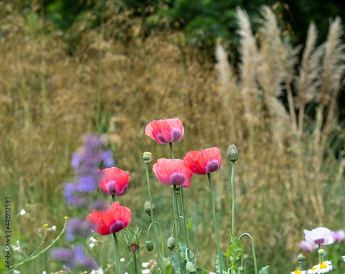 Poppies and pampass grass in a herbaceous border, photographed in late June outside Eastcote House Gardens, historic walled garden in Eastcote, north west London UK. 