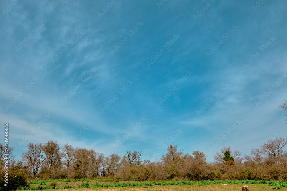 Nature in floodplain in Karacabey Turkey. Trees extends to sky and many types of plants suches bushes and marshy places and forest. Nature in floodplain in Karacabey Turkey. Trees extends to sky and many types of plants suches bushes and marshy places and forest.