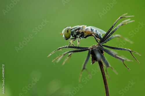 Flies on dry leaves