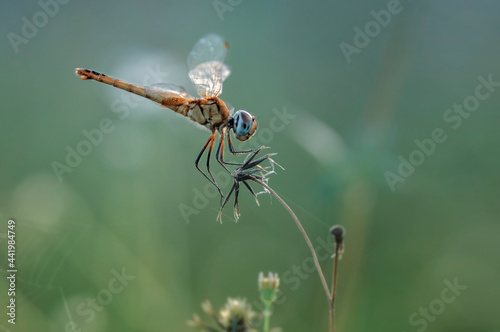 dragonfly on a branch