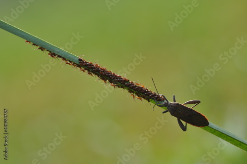 beetle with a group of newly hatched cubs