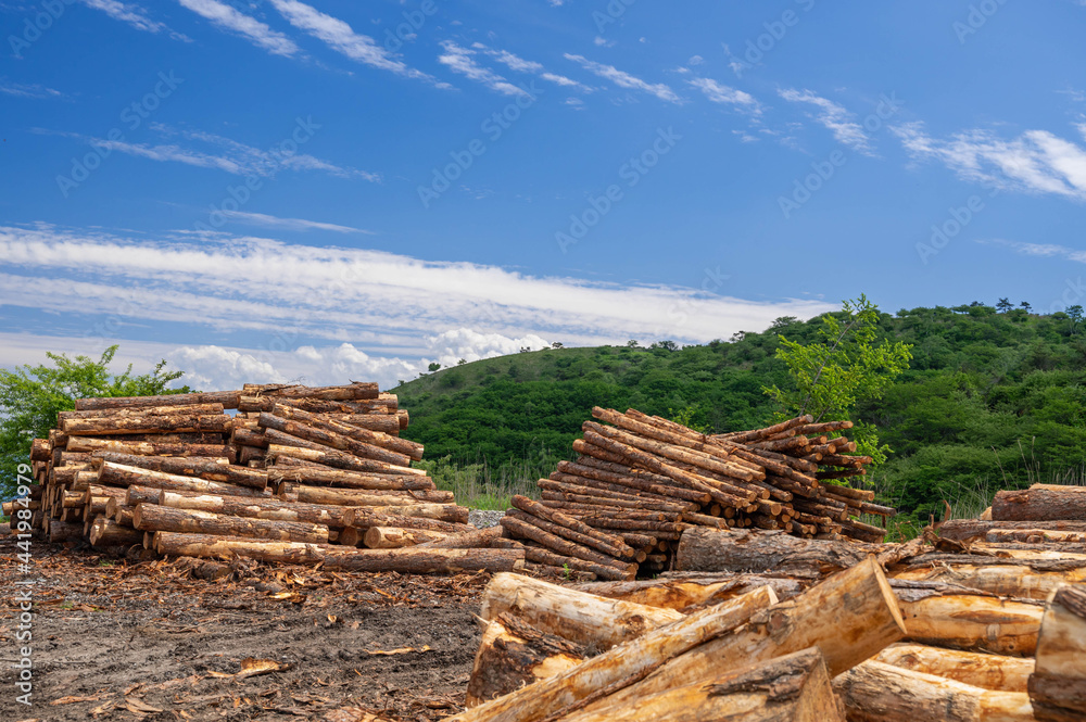 伐採された木の貯木場
