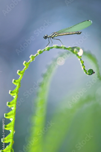 dragonfly on a leaf