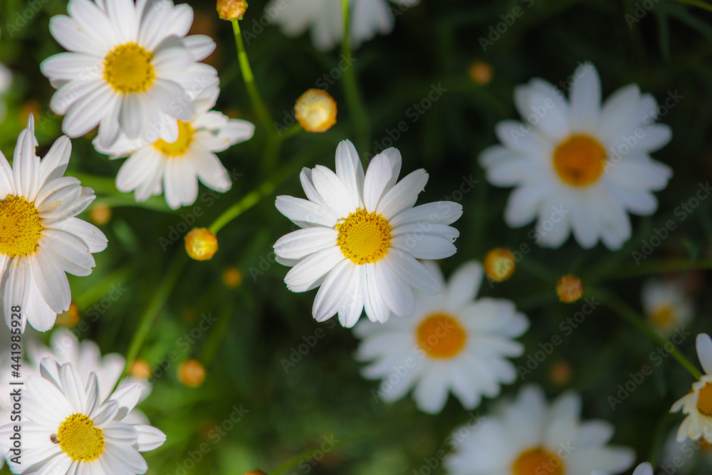 Obraz premium daisies in a field