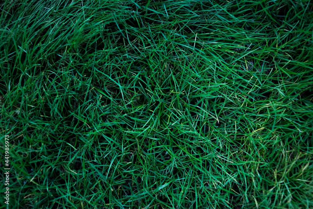 green grass texture green grass texture