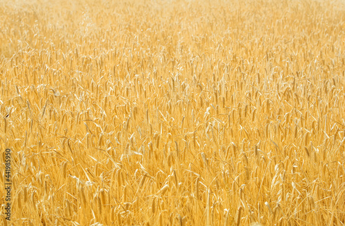 Golden field of mixed crops  livestock fodder   natural background