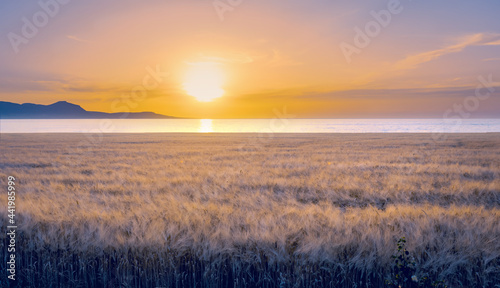 Barley field at sea side, sunset landscape with dramatic colors in Polis, Cyprus