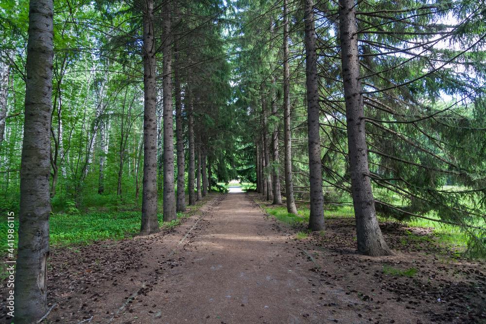 Botanical garden with large beautiful spruce trees and a walking path Botanical garden with large beautiful spruce trees and a walking path