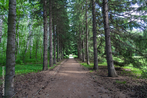 Botanical garden with large beautiful spruce trees and a walking path