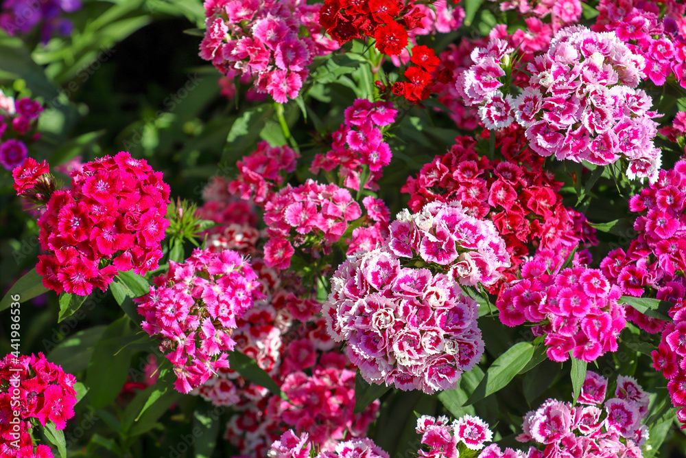 Dianthus chinensis in the garden blooms close-up Dianthus chinensis in the garden blooms close-up