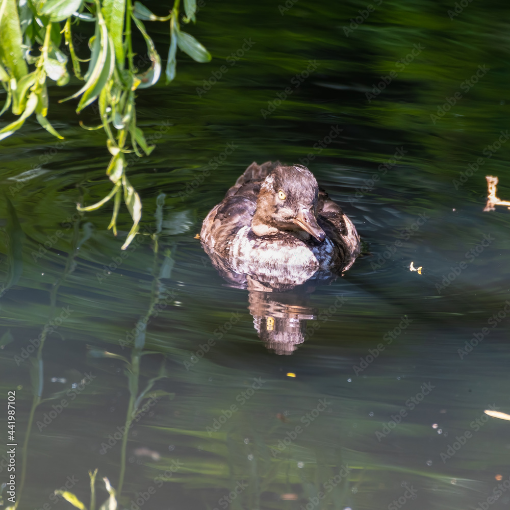 Bufflehead Duck Floating on Water Bufflehead Duck Floating on Water