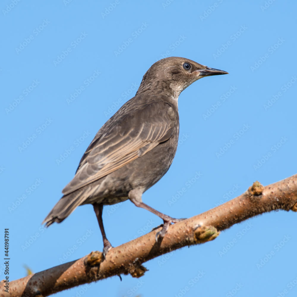 Young Starling Perched in a Tree Young Starling Perched in a Tree