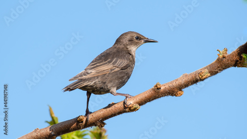 Young Starling Perched in a Tree