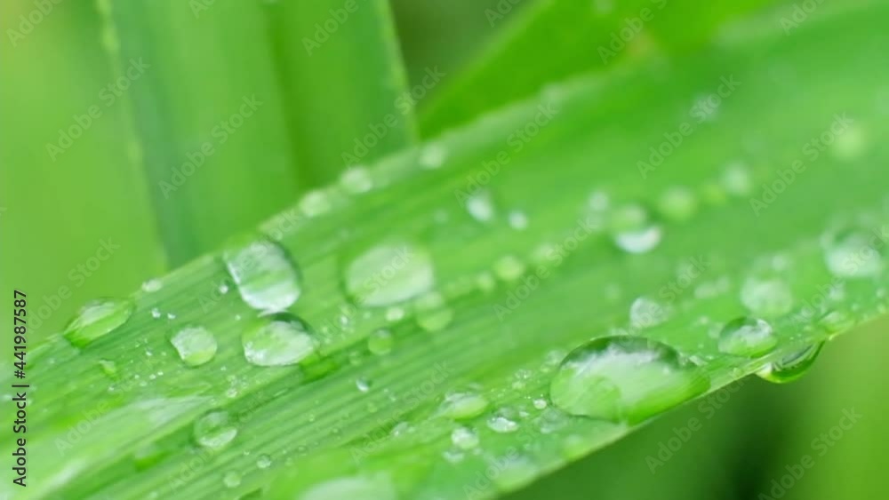 Slow Motion Shot of Droplet Falling from Fresh transparent dew. Morning diffuse lighting. Macro mode. Slow Motion Shot of Droplet Falling from Fresh transparent dew. Morning diffuse lighting. Macro mode.
