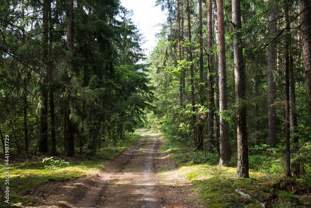 Landscape of a green summer forest with a car road Landscape of a green summer forest with a car road