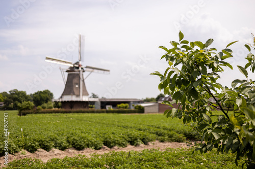 Out of focus windmill in Dutch landscape with greenery branches in the foreground. Agrarian food industry concept