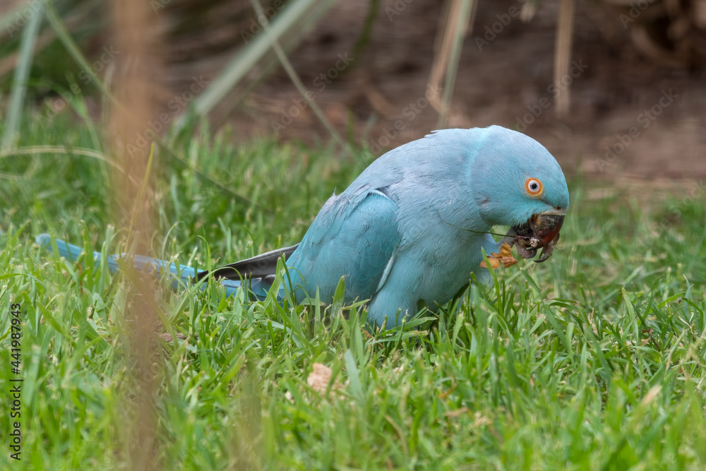 Fototapeta premium Blue Ring-necked Parakeet Feeding on Grass