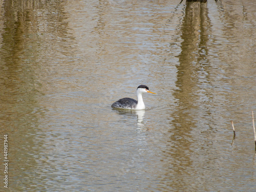 Close up shot of cute Clark s grebe swimming