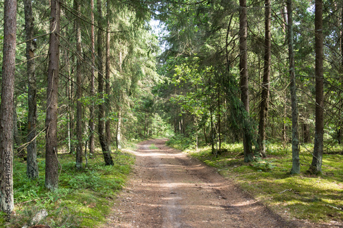 Landscape of a green summer forest with a car road