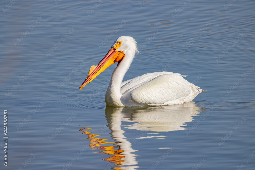 Close up shot of cute Pelican swimming Close up shot of cute Pelican swimming