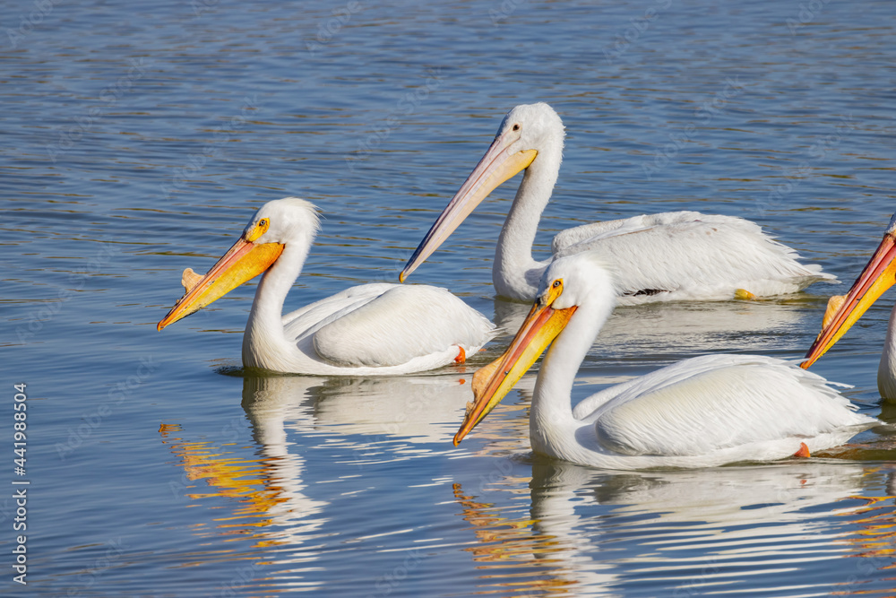 Close up shot of cute Pelican swimming Close up shot of cute Pelican swimming