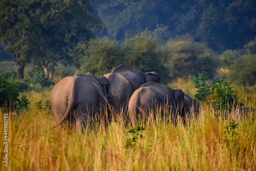 Elephants on an evening stroll! (ID: 441988793)