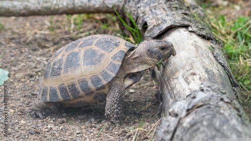 Small Tortoise Climbing Over a Fallen Log