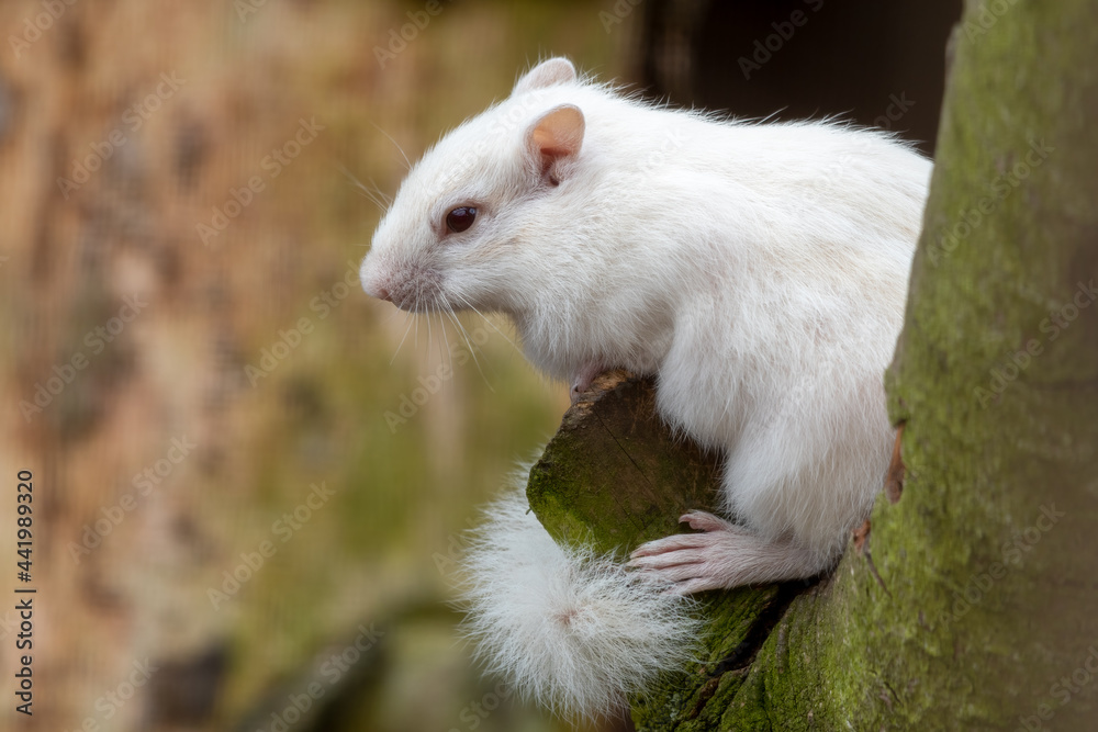 Albino Chipmunk Standing in a Tree Albino Chipmunk Standing in a Tree
