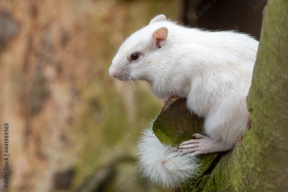 Albino Chipmunk Standing in a Tree Albino Chipmunk Standing in a Tree