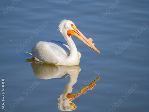Close up shot of cute Pelican swimming