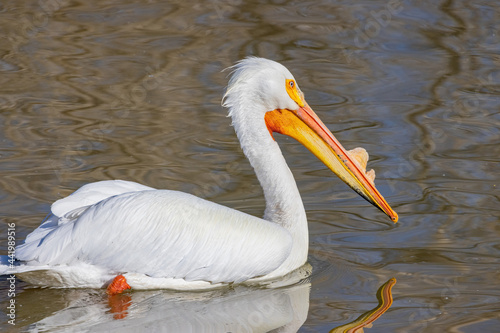 Close up shot of cute Pelican swimming