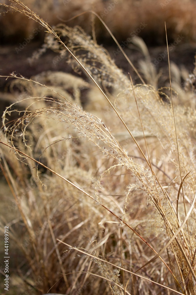 Fototapeta premium close up of wheat