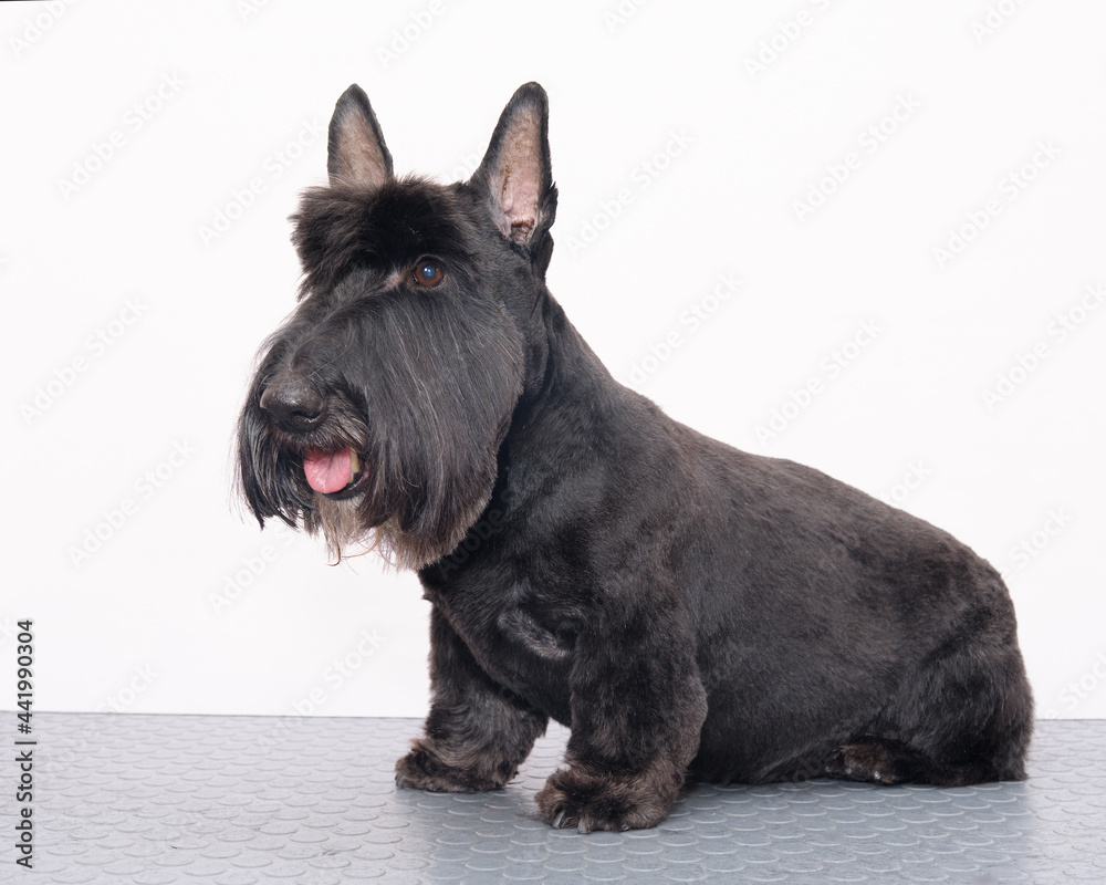 scotch terrier sitting on a table isolated on a white background