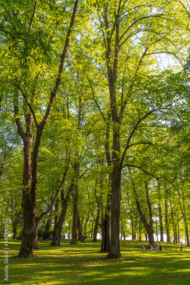 Naklejka premium Lush trees and few people at the Hatanpää arboretum public park in Tampere, Finland, on a sunny day in the summer.