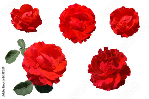 Set of isolated red roses on a white background.