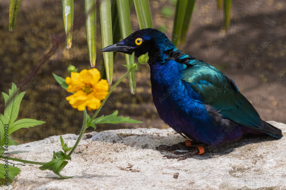 Metallic Starling Standing Near a Yellow Flower Metallic Starling Standing Near a Yellow Flower