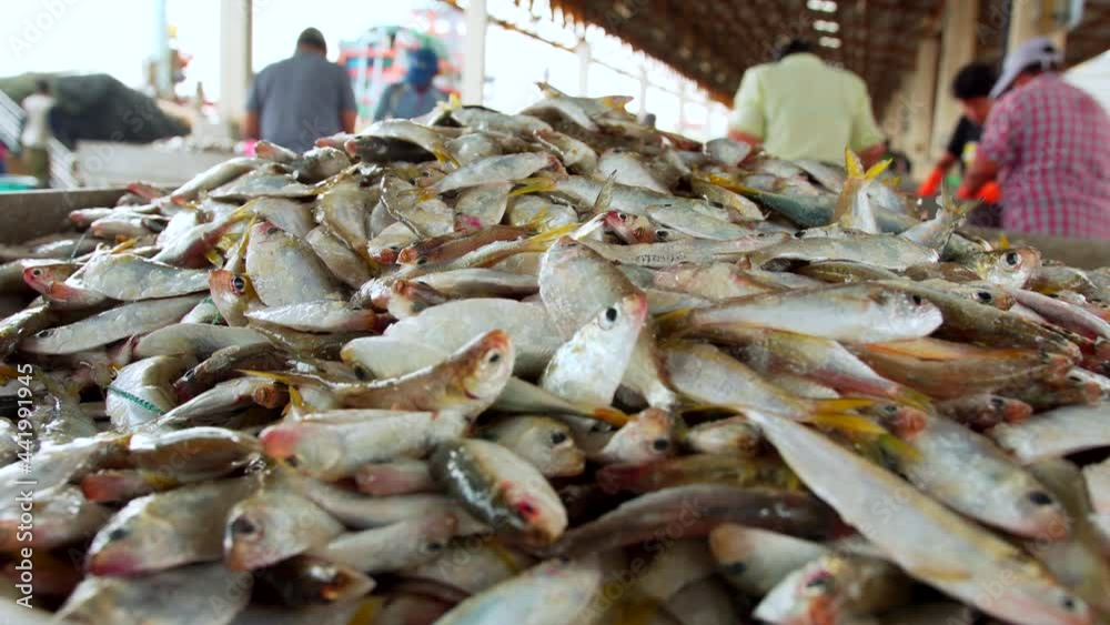 Fishermen are sorting fish for processing and selling. Fishermen are sorting fish for processing and selling.