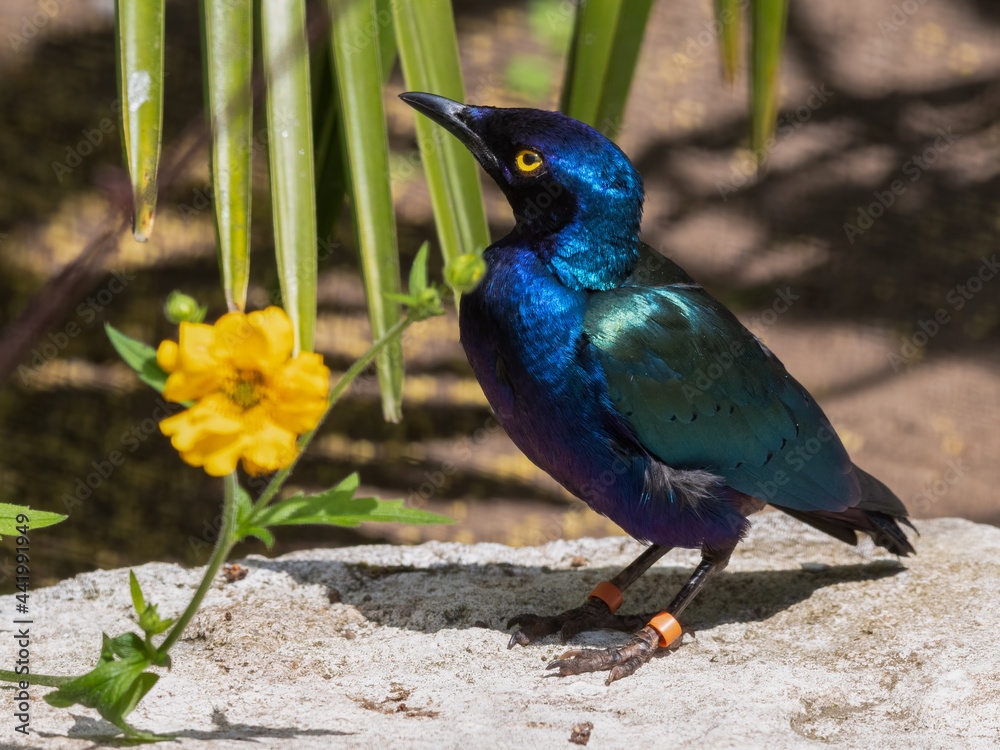 Obraz premium Metallic Starling Standing Near a Yellow Flower
