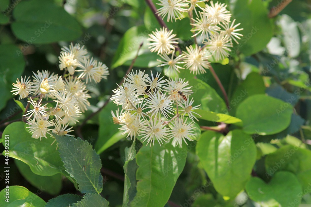 White Clematis flowers in the forest White Clematis flowers in the forest